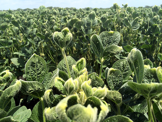 This non-GMO soybean field in Illinois is showing the characteristic puckering and curling associated with exposure to dicamba herbicide. (DTN photo by Pamela Smith)